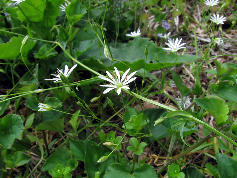 radura di montagna - Stellaria cfr.graminea